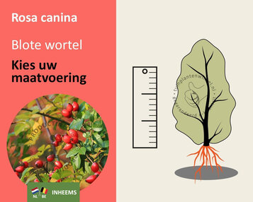 Rosa canina - blote wortel image