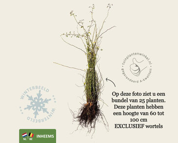 Rosa canina - blote wortel