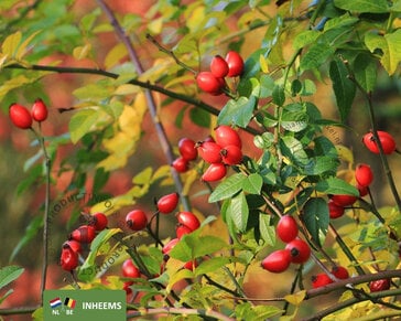 Rosa canina - blote wortel