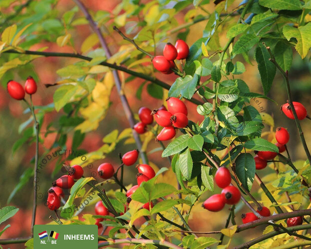 Rosa canina - blote wortel