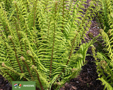 Dryopteris affinis