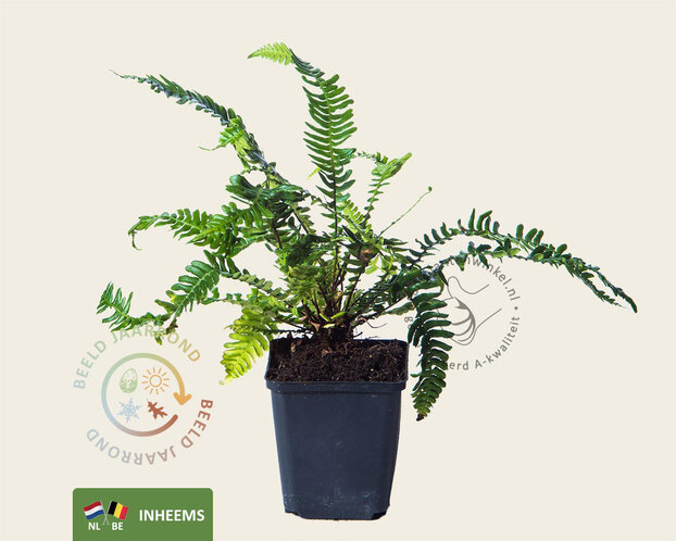 Blechnum spicant