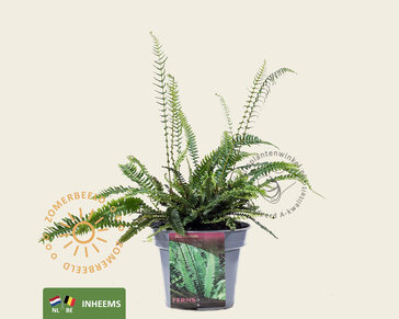 Blechnum spicant