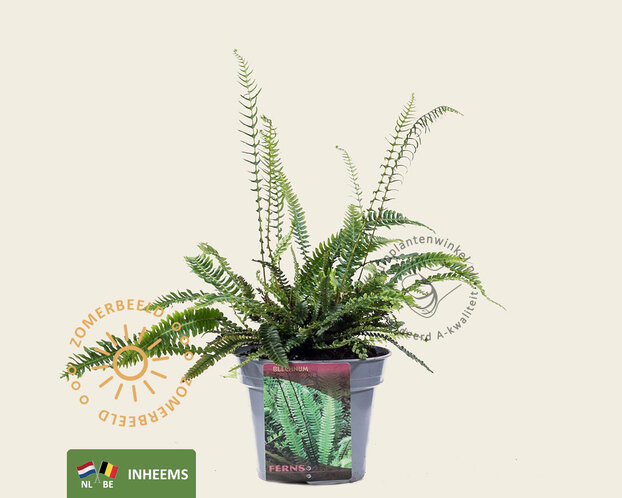 Blechnum spicant