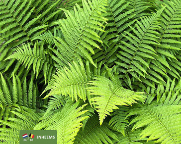 Dryopteris filix-mas