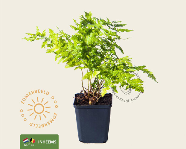 Dryopteris filix-mas