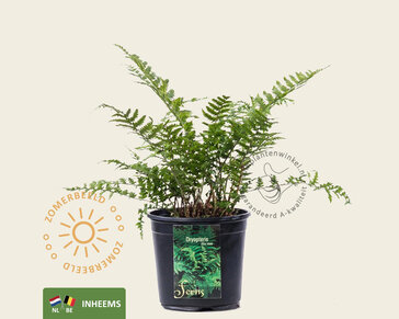 Dryopteris filix-mas