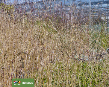 Deschampsia cespitosa