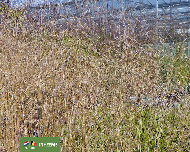 Deschampsia cespitosa