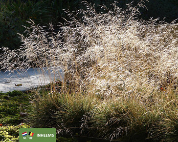 Deschampsia cespitosa