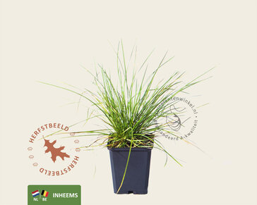 Deschampsia cespitosa