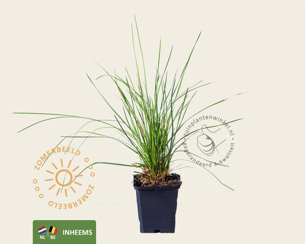 Deschampsia cespitosa