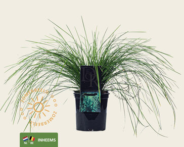 Deschampsia cespitosa