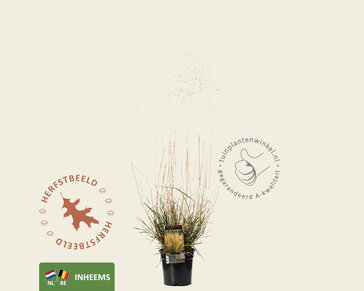 Deschampsia cespitosa