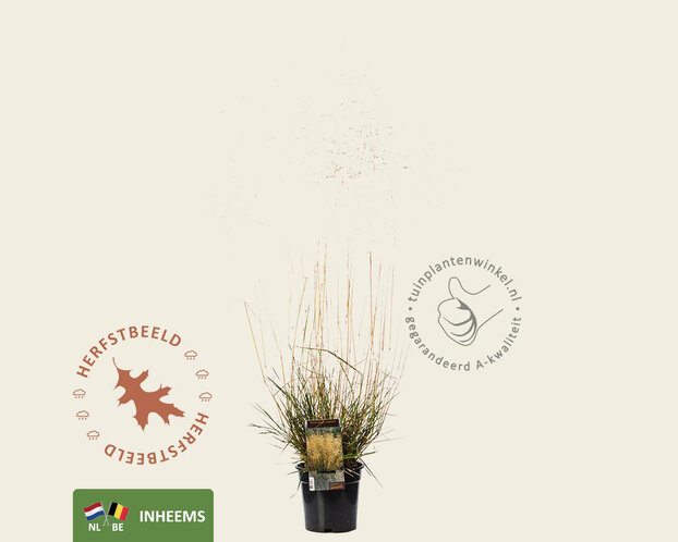 Deschampsia cespitosa