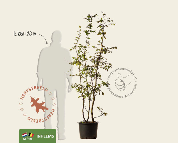 Carpinus betulus - meerstammig