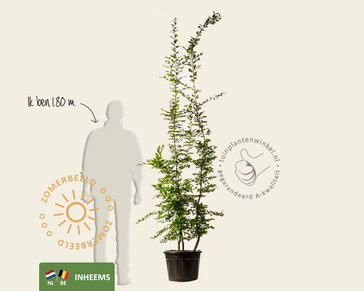 Carpinus betulus - meerstammig