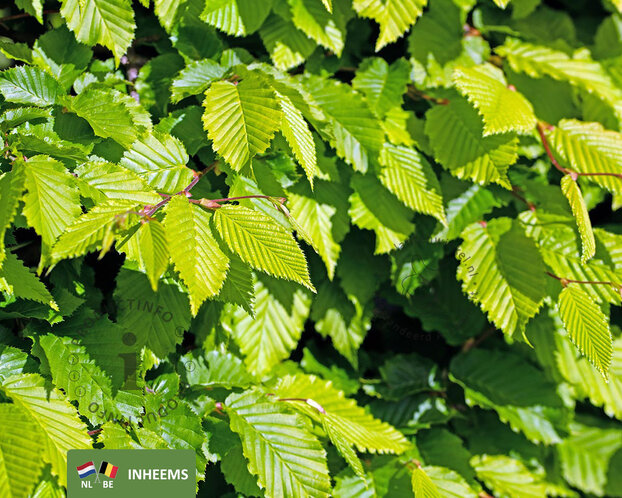 Carpinus betulus - meerstammig