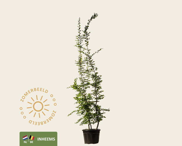 Carpinus betulus - meerstammig