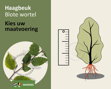 Carpinus betulus - blote wortel image