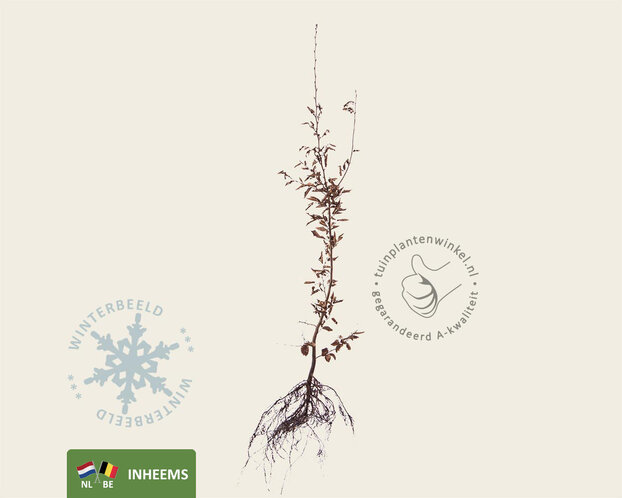 Carpinus betulus - blote wortel