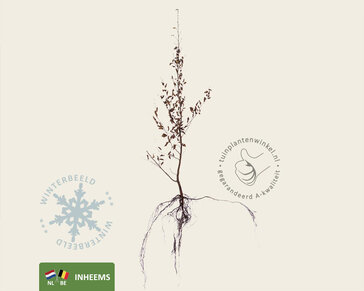 Carpinus betulus - blote wortel