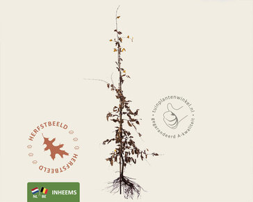 Carpinus betulus - blote wortel