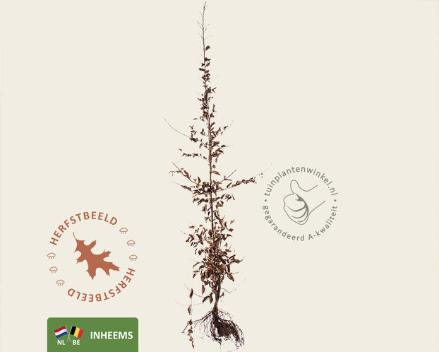 Carpinus betulus - blote wortel