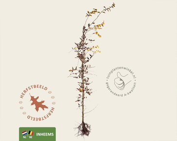 Carpinus betulus - blote wortel