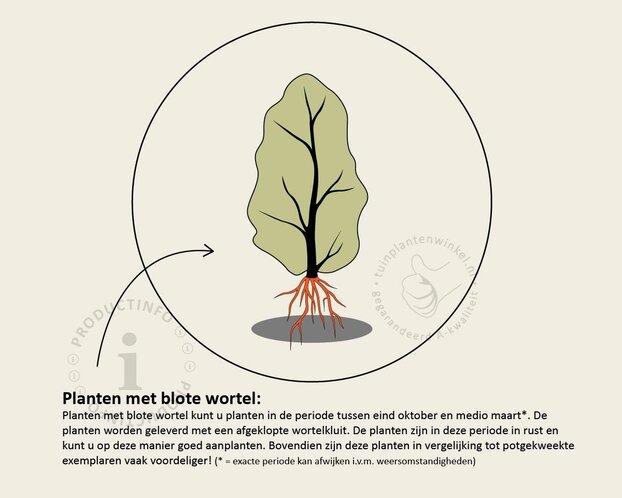 Carpinus betulus - blote wortel