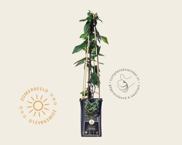 Lonicera henryi 'Copper Beauty'