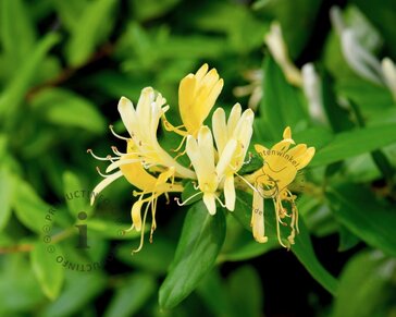 Lonicera henryi 'Copper Beauty'