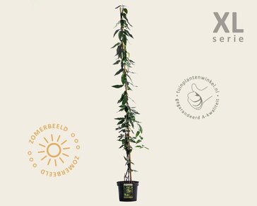 Lonicera henryi 'Copper Beauty'