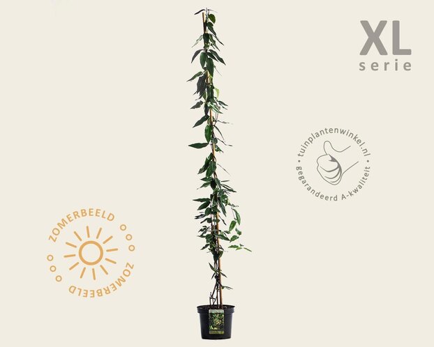 Lonicera henryi 'Copper Beauty'