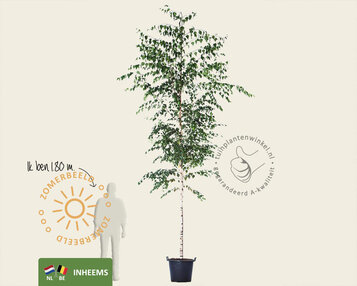 Betula pendula image