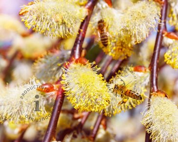 Salix caprea 'Kilmarnock' - 120 cm stam