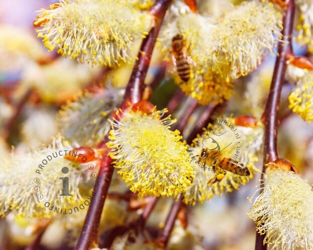 Salix caprea 'Kilmarnock' - 120 cm stam