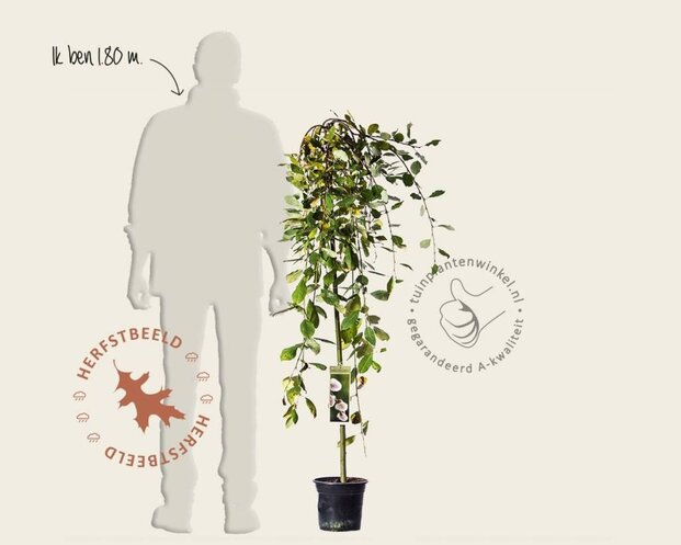 Salix caprea 'Kilmarnock' - 120 cm stam