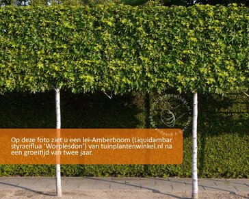 Lei amberboom - Rek 180x110 cm - pakket 6 stuks