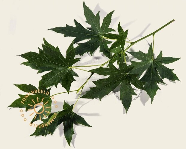 Lei amberboom - Rek 180x110 cm - pakket 6 stuks