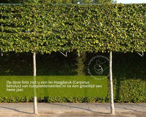 Carpinus betulus leiboom - Rek 200x130 cm - pakket 4 stuks