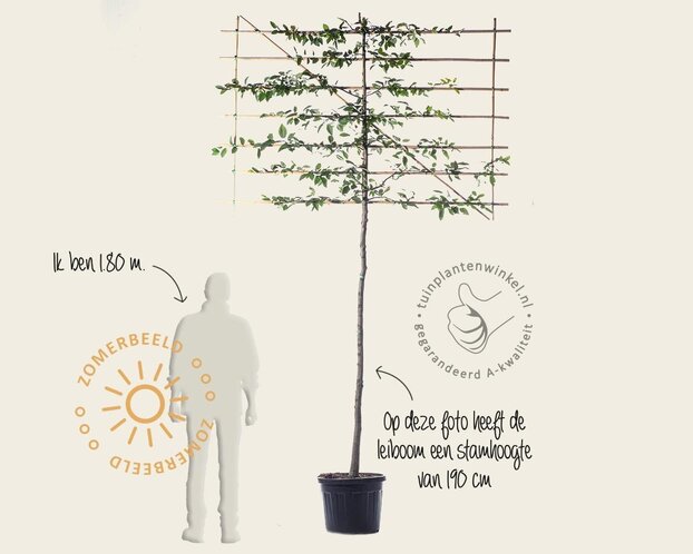 Carpinus betulus leiboom - Rek 200x130 cm - pakket 4 stuks