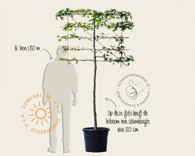 Lei amberboom - Rek 120x90 cm - pakket 2 stuks
