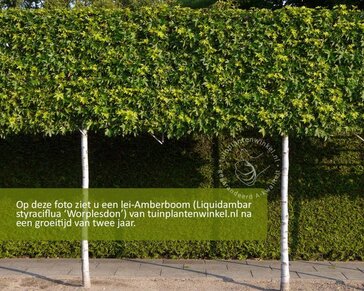 Lei amberboom - Rek 200x130 cm - pakket 2 stuks