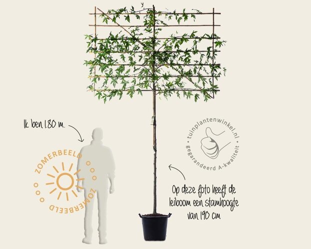 Lei amberboom - Rek 200x130 cm - pakket 2 stuks