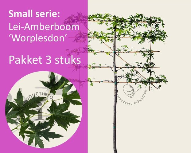 Lei amberboom - Rek 120x90 cm - pakket 3 stuks