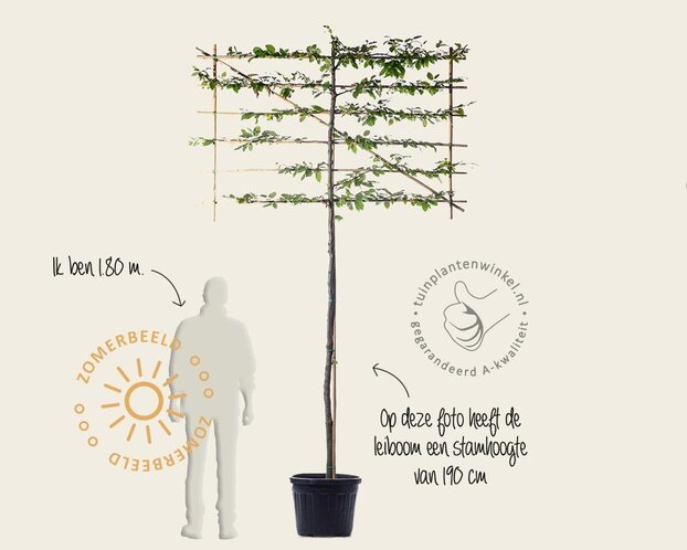 Carpinus betulus leiboom - Rek 180x110 cm - pakket 2 stuks