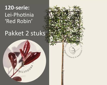 Glansmispel leiboom - Rek 120x120 cm - pakket 2 stuks + EXTRAS!