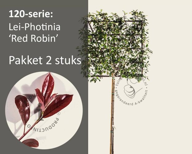 Glansmispel leiboom - Rek 120x120 cm - pakket 2 stuks + EXTRAS!