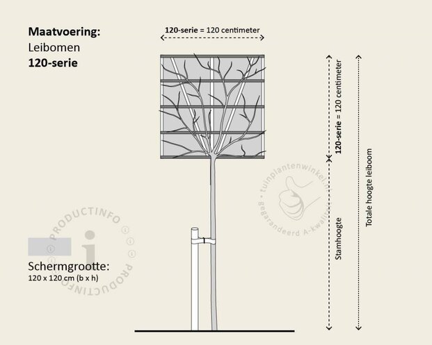 Glansmispel leiboom - Rek 120x120 cm - pakket 2 stuks + EXTRAS!